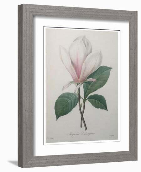 Magnolia Soulangiana-Pierre-Joseph Redoute-Framed Art Print