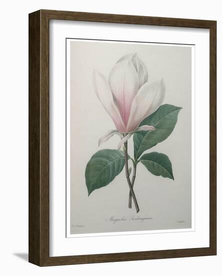 Magnolia Soulangiana-Pierre-Joseph Redoute-Framed Art Print