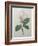 Magnolia Soulangiana-Pierre-Joseph Redoute-Framed Art Print