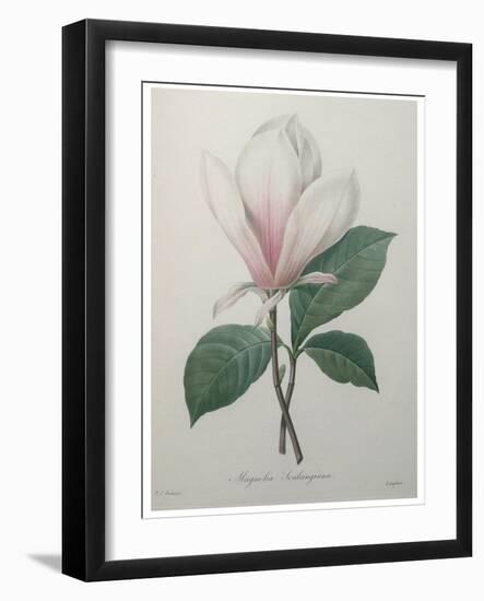 Magnolia Soulangiana-Pierre-Joseph Redoute-Framed Art Print