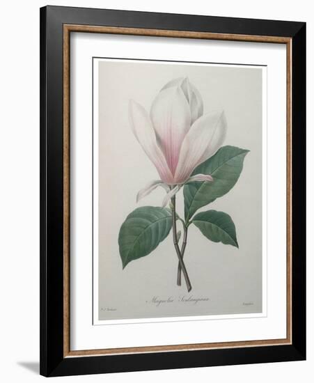 Magnolia Soulangiana-Pierre-Joseph Redoute-Framed Art Print