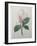 Magnolia Soulangiana-Pierre-Joseph Redoute-Framed Art Print