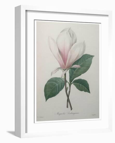 Magnolia Soulangiana-Pierre-Joseph Redoute-Framed Art Print