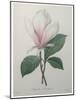 Magnolia Soulangiana-Pierre-Joseph Redoute-Mounted Art Print