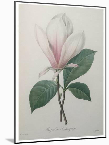 Magnolia Soulangiana-Pierre-Joseph Redoute-Mounted Art Print