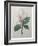 Magnolia Soulangiana-Pierre-Joseph Redoute-Framed Art Print