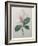 Magnolia Soulangiana-Pierre-Joseph Redoute-Framed Art Print