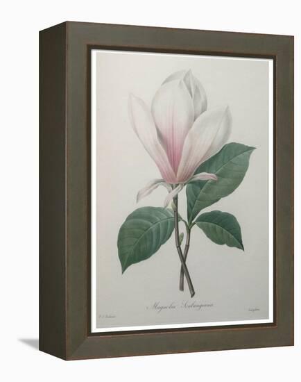 Magnolia Soulangiana-Pierre-Joseph Redoute-Framed Stretched Canvas