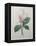 Magnolia Soulangiana-Pierre-Joseph Redoute-Framed Stretched Canvas