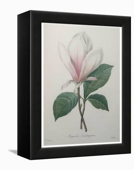 Magnolia Soulangiana-Pierre-Joseph Redoute-Framed Stretched Canvas