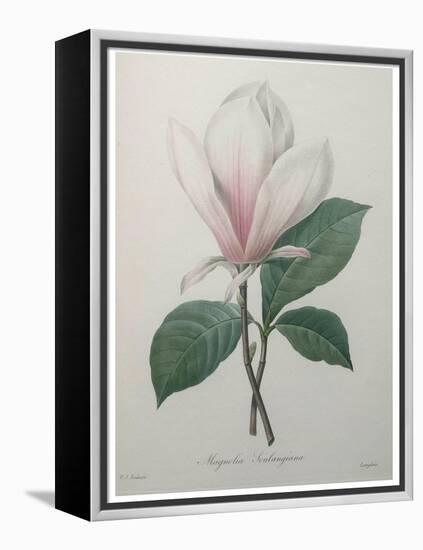 Magnolia Soulangiana-Pierre-Joseph Redoute-Framed Stretched Canvas