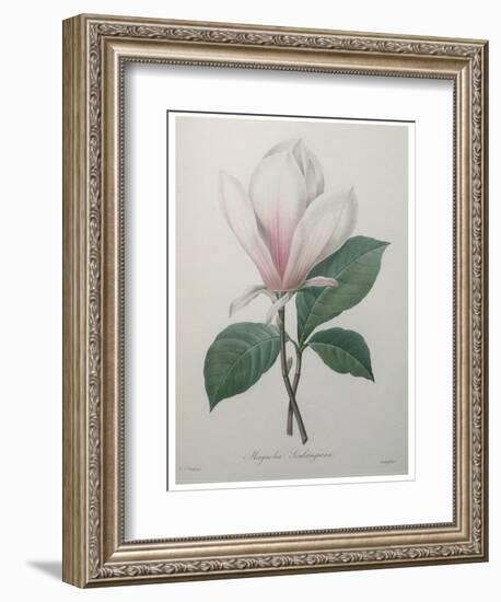 Magnolia Soulangiana-Pierre-Joseph Redoute-Framed Art Print