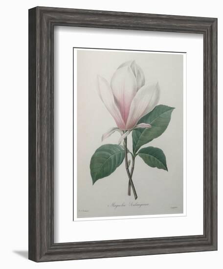 Magnolia Soulangiana-Pierre-Joseph Redoute-Framed Art Print