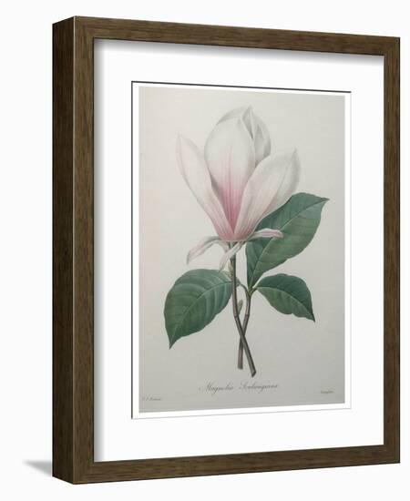 Magnolia Soulangiana-Pierre-Joseph Redoute-Framed Art Print