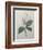 Magnolia Soulangiana-Pierre-Joseph Redoute-Framed Art Print