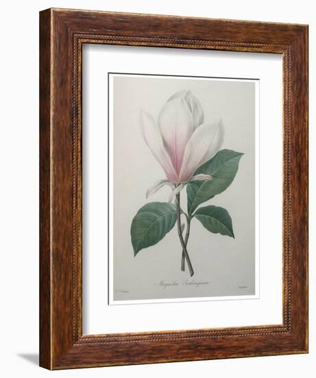 Magnolia Soulangiana-Pierre-Joseph Redoute-Framed Art Print