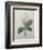 Magnolia Soulangiana-Pierre-Joseph Redoute-Framed Art Print