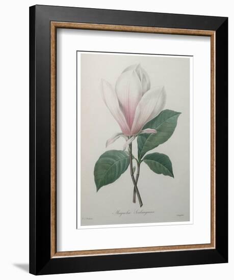 Magnolia Soulangiana-Pierre-Joseph Redoute-Framed Art Print