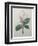 Magnolia Soulangiana-Pierre-Joseph Redoute-Framed Art Print