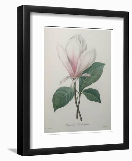 Magnolia Soulangiana-Pierre-Joseph Redoute-Framed Art Print