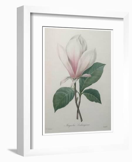 Magnolia Soulangiana-Pierre-Joseph Redoute-Framed Art Print