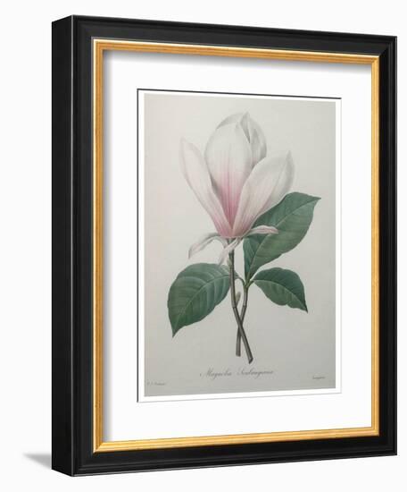 Magnolia Soulangiana-Pierre-Joseph Redoute-Framed Art Print