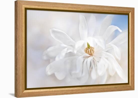 Magnolia Stellarta-Jacky Parker-Framed Premier Image Canvas