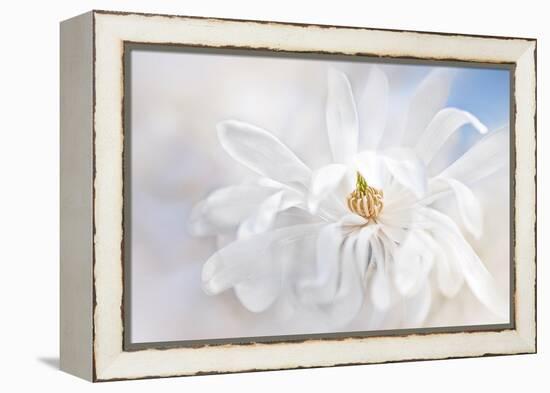 Magnolia Stellarta-Jacky Parker-Framed Premier Image Canvas