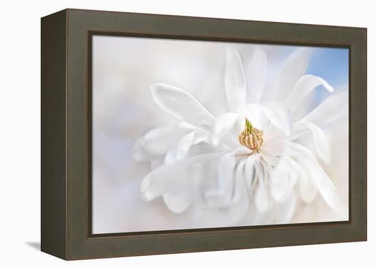 Magnolia Stellarta-Jacky Parker-Framed Premier Image Canvas