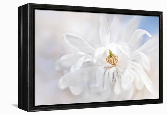 Magnolia Stellarta-Jacky Parker-Framed Premier Image Canvas