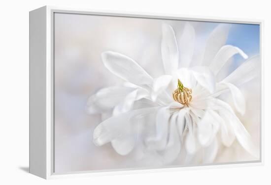 Magnolia Stellarta-Jacky Parker-Framed Premier Image Canvas