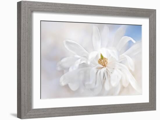 Magnolia Stellarta-Jacky Parker-Framed Giclee Print