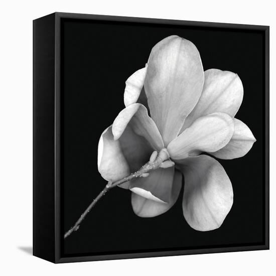 Magnolia Study in Black and White-Anna Miller-Framed Premier Image Canvas