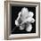 Magnolia Study in Black and White-Anna Miller-Framed Photographic Print
