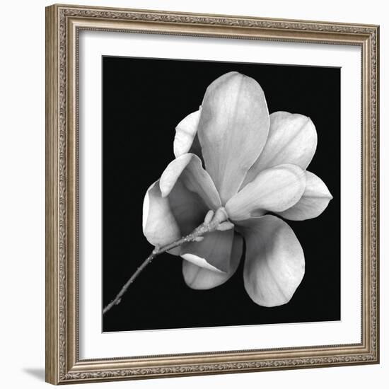 Magnolia Study in Black and White-Anna Miller-Framed Photographic Print