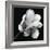 Magnolia Study in Black and White-Anna Miller-Framed Photographic Print