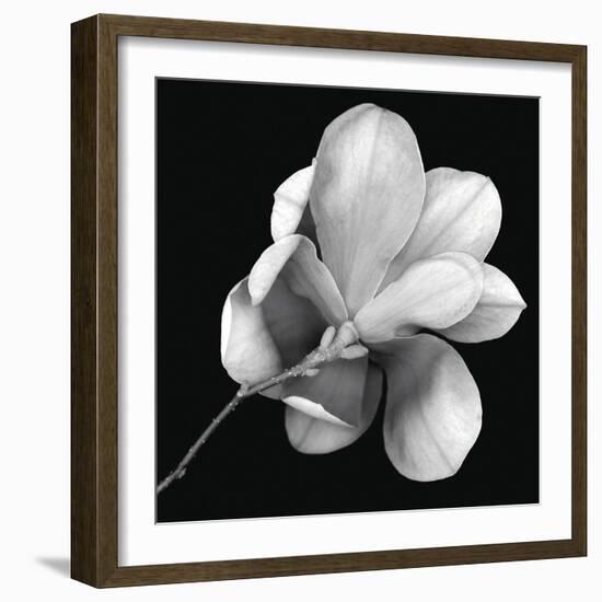 Magnolia Study in Black and White-Anna Miller-Framed Photographic Print