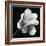 Magnolia Study in Black and White-Anna Miller-Framed Photographic Print