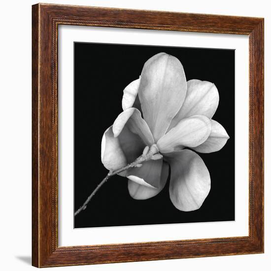 Magnolia Study in Black and White-Anna Miller-Framed Photographic Print