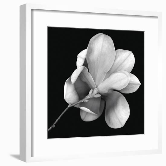 Magnolia Study in Black and White-Anna Miller-Framed Photographic Print