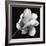 Magnolia Study in Black and White-Anna Miller-Framed Photographic Print