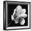 Magnolia Study in Black and White-Anna Miller-Framed Photographic Print