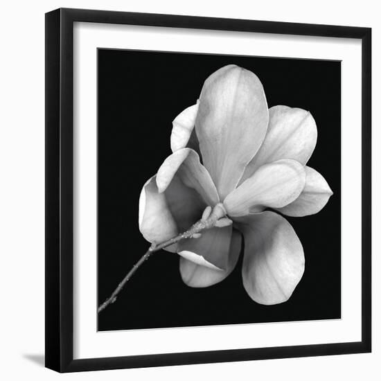 Magnolia Study in Black and White-Anna Miller-Framed Photographic Print