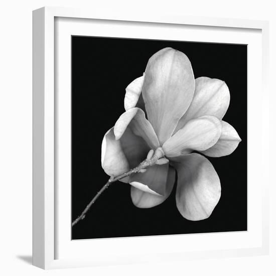 Magnolia Study in Black and White-Anna Miller-Framed Photographic Print