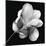 Magnolia Study in Black and White-Anna Miller-Mounted Photographic Print