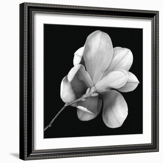 Magnolia Study in Black and White-Anna Miller-Framed Photographic Print