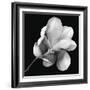 Magnolia Study in Black and White-Anna Miller-Framed Photographic Print
