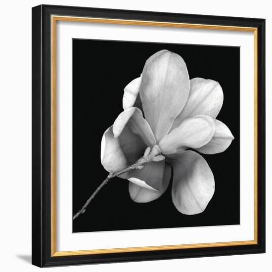 Magnolia Study in Black and White-Anna Miller-Framed Photographic Print