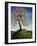 Magnolia Tree, 1989-Liz Wright-Framed Giclee Print