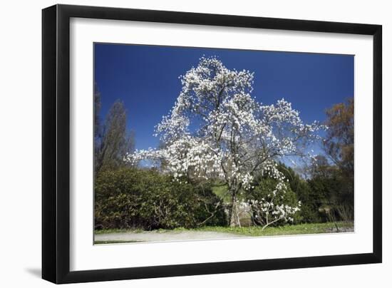 Magnolia Tree Blossom in Springtime-null-Framed Photographic Print